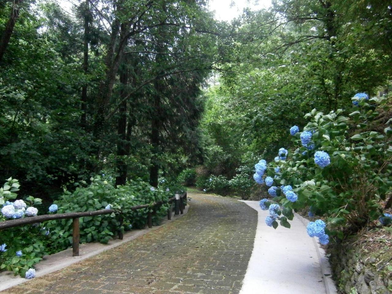 Il Bosco Di Campo Marzano Rooms & Apartments Borzonasca Buitenkant foto